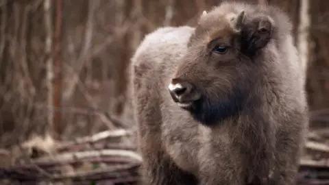 Donovan Wright Bison calf at six months