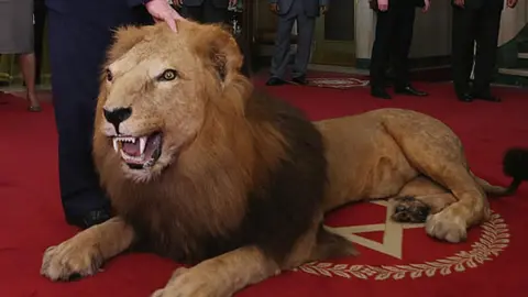 A stuffed lion on display