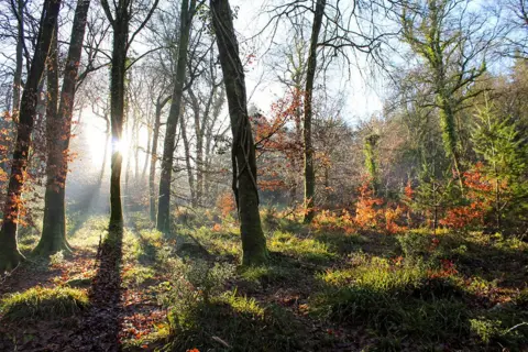 Charlie Scott Trees in Devon