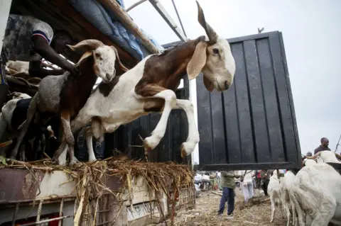 EPA Livestock are offloaded at a market.