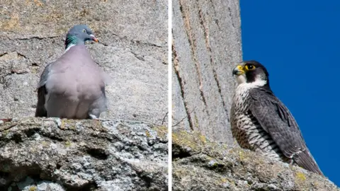 Adrian Blumfield/Hawk & Owl Trust Pigeon and peregrine falcon on tower at Ely Cathedral