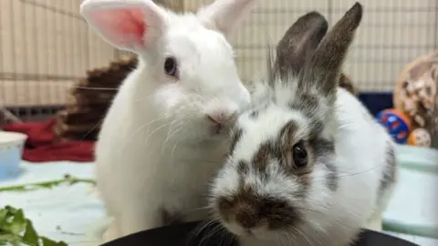 Bristol Animal Rescue Centre Colin and Ragamuffin