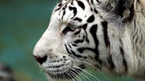 Reuters White tiger (file photo)