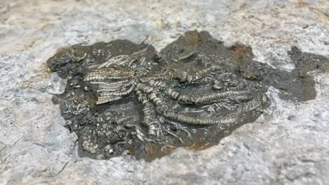 BBC Fossil