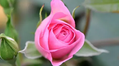 PA Media One of the Elizabeth roses