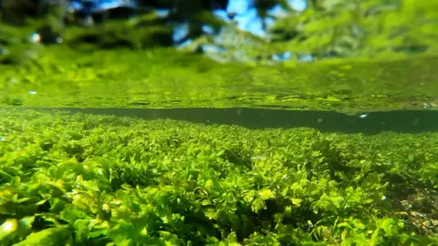 Tony Jolliffe BBC Plants growing in the river