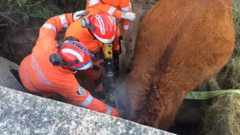 Lincolnshire Fire and Rescue Horse