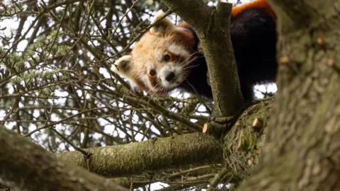 George Cuevas Red Panda Nilo looking curiously around the Ceder tree branches