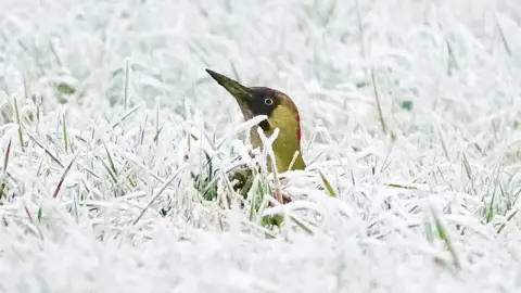 Nick Penny Green woodpecker in frosty grass