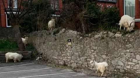 Lansdowne House Goats