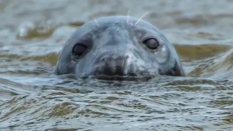 Seal