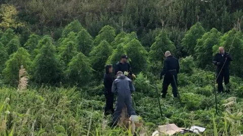 A cannabis farm in Tring