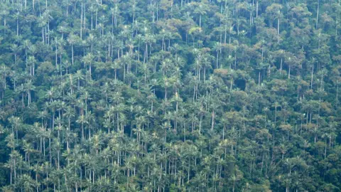 Rodrigo Bernal Wax palm trees in Tochecito