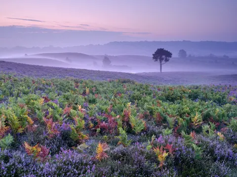 Mark Bauer Heathland near Burley in the New Forest