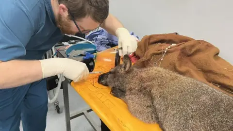 Blyth Wildlife Rescue A vet treats Choppy the wallaby at a practice in Birtley