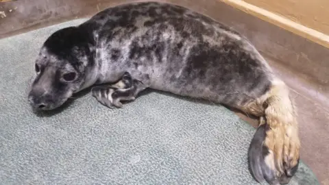 RSPCA injured seal