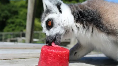 Longleat Lemur