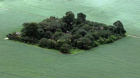 Getty Images Soya plantation surrounds a small pocket of jungle