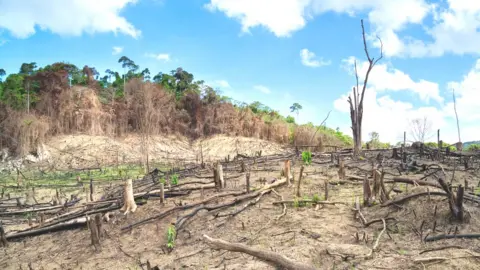 Getty Images Deforestation in the Philippines