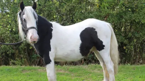 World Horse Welfare Mr Melvin Andrews