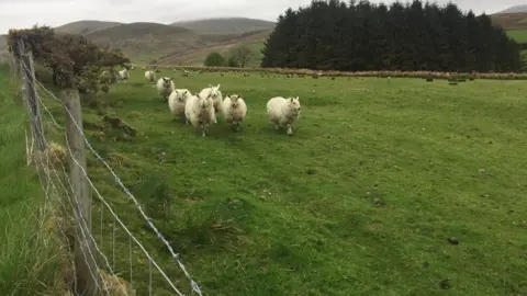 Sheep