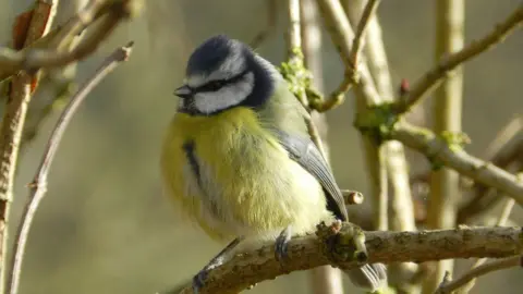 Harry Bickerstaff blue tit