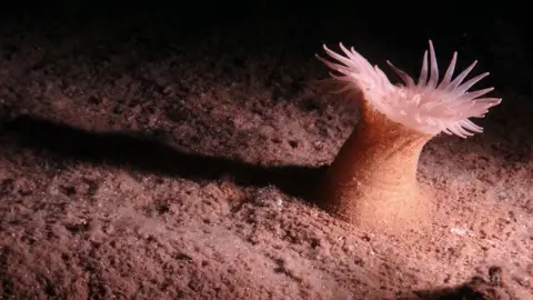 SMARTEX Project/ NERC Anemone