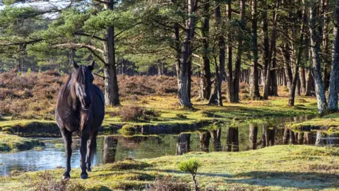 Getty Images New Forest pony