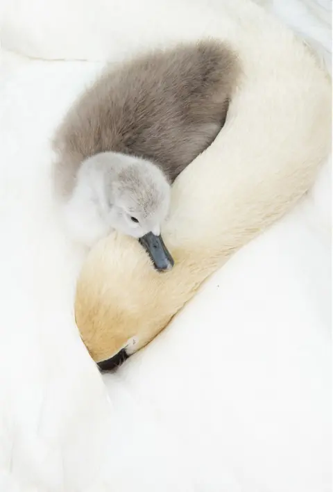 Andrew Parkinson / Bird Photographer of the Year A baby swan rests its head on its mother's neck