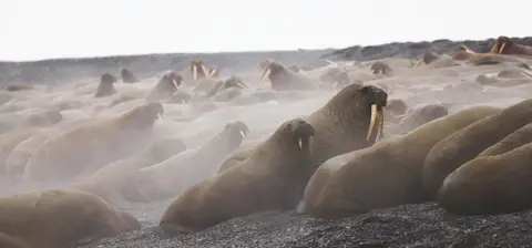 Yulia Bogomolova/WWF Walrus