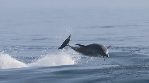 Getty Images dolphin-swimming