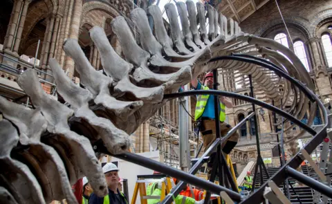 Trustees of the NHM Whale preparation