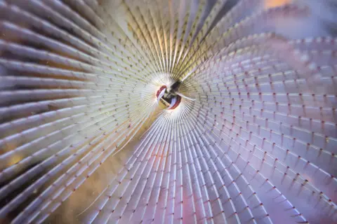 Ross Mclaren A photo showing the white and red fan of a peacock worm in waters around Scotland