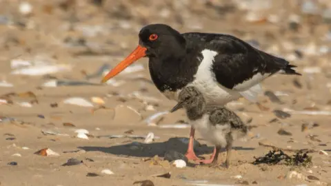 Norfolk Wildlife Trust Oystercatcher with chick