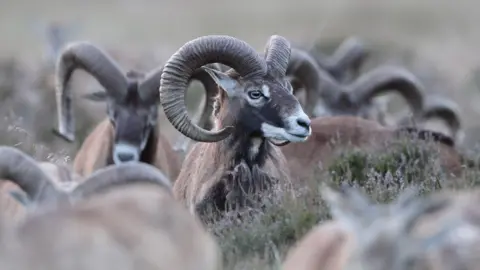www.hogeveluwe.nl Mouflon sheep in De Hoge Veluwe national park, Netherlands