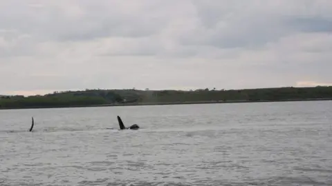 Fergal Glynn Causeway Boats whales