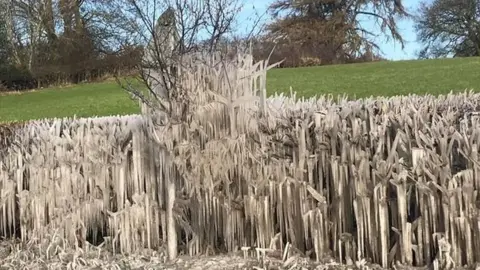 Alison Best Ice formations near Llong on the way to Mold on a roadside