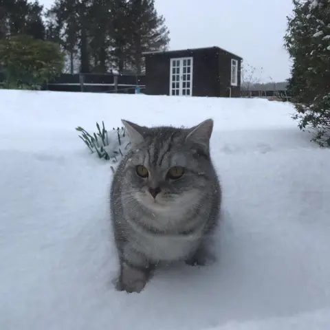 Cat in the snow