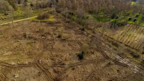 Friends of Wesntonbirt Arboretum Silk Wood