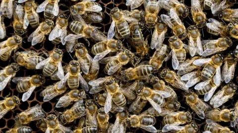 Science Photo Library Honeybees