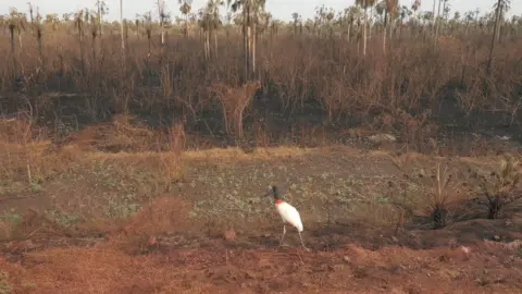 Getty Images The Otuquis National Park, in the Pantanal area of Bolivia, was damaged in fire last year