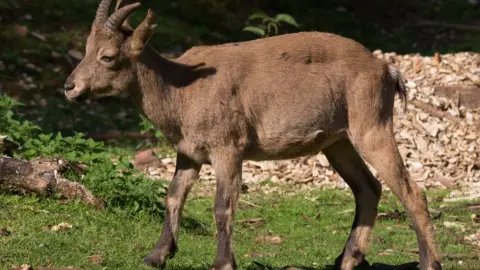 Paignton Zoo Tur