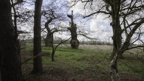 Gerald Peachey/Red Zebra Photography Trees at Oxburgh Hall