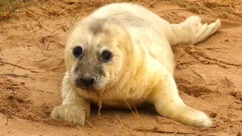 Shaun Whitmore/BBC Seal pup on Winterton beach in Norfolk