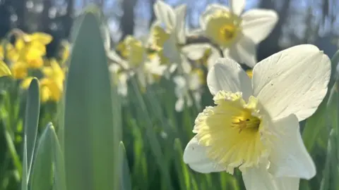 Helen Mulroy/BBC A mixture of different coloured daffodils growing in the ground