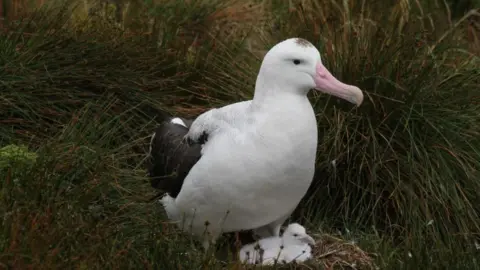 RSPB An albatross