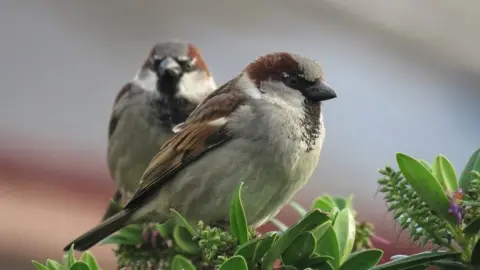 RSPB House sparrow