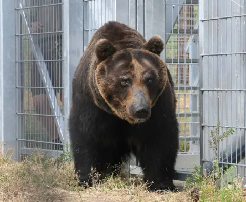 Yorkshire Wildlife Park Brown bear
