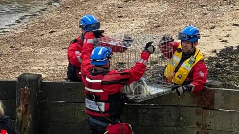 Southend Coastguard Coastguard with a rescued seal