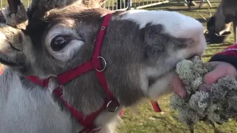 Free-ranging reindeer are spending time touring the UK to raise awareness about them.